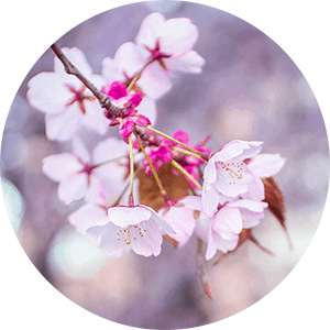 kirsikat